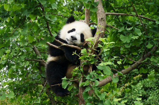 How the World’s Endangered Species List is Compiled: Criteria and Process