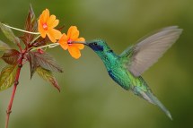 Discover the Joy of Bird Watching: Expert Advice for Beginners