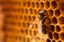 Top Mistakes to Avoid When Starting Beekeeping as a Beginner